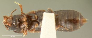 Media type: image;   Entomology 6537 Aspect: habitus ventral view